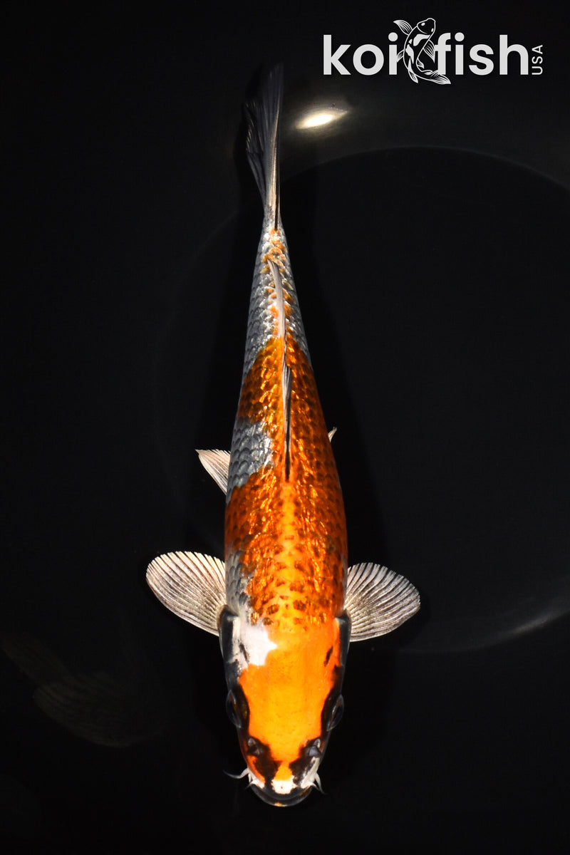 8.5" GINRIN BENI GINGA