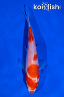 4" KOHAKU