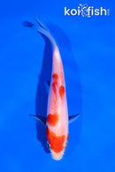 5" KOHAKU