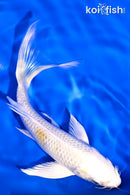 6.25" LEMON HARIWAKE BUTTERFLY