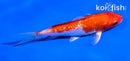 5" GINRIN HARIWAKE