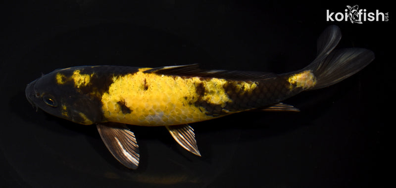 8.25" KIN KI UTSURI