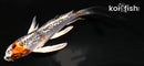 5.5" GINRIN KUJAKU BUTTERFLY