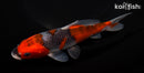 6" GOSHIKI