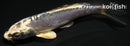 4.25" KIKOKURYU