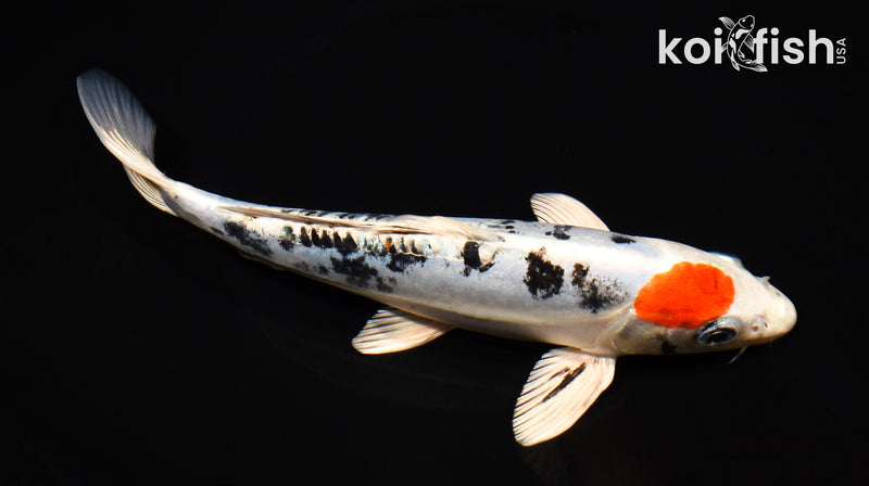 8.75" MARUTEN HEISI NISHIKI