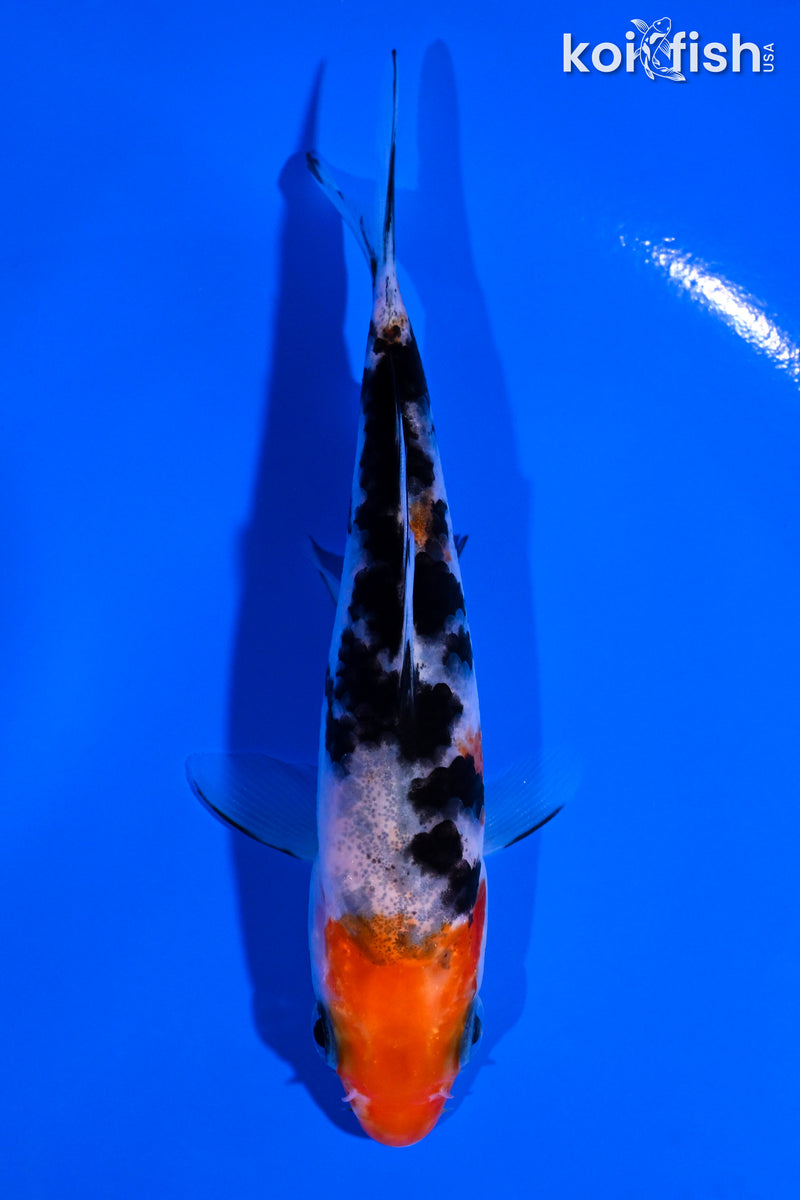 4.25" SANKE