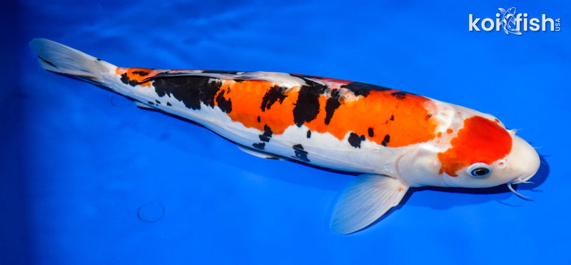 14.75" DOITSU SANKE