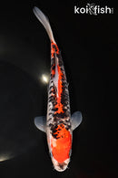 10.75" DOITSU GOSHIKI