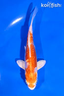 5" KIKUSUI