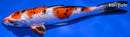 6.5" YAMATO NISHIKI