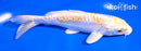 5" DOITSU LEMON HARIWAKE