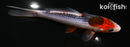 6" GOSHIKI