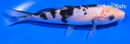 5.5" SHIRO UTSURI