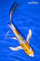 8.25" KUJAKU BUTTERFLY