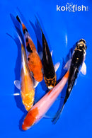 PACK OF (5) 4-5" STANDARD KOI