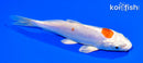 6" KIKUSUI