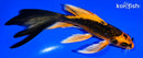 5.5" ORENJI MATSUBA BUTTERFLY