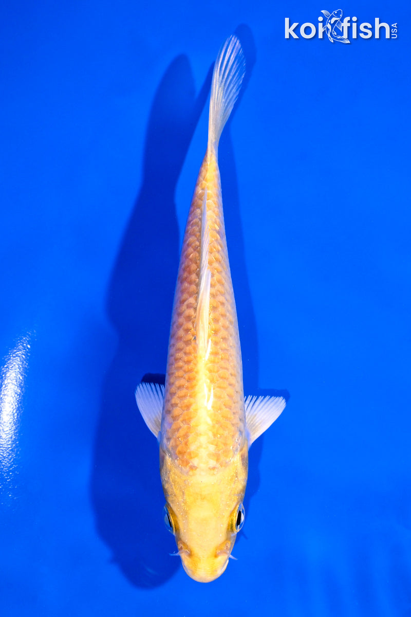 5.25" YAMABUKI OGON