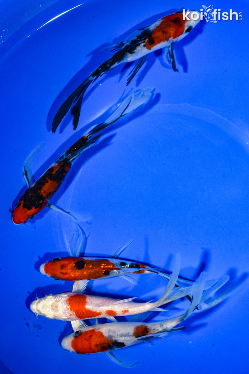 PACK OF (5) 5-6" BUTTERFLY KOI