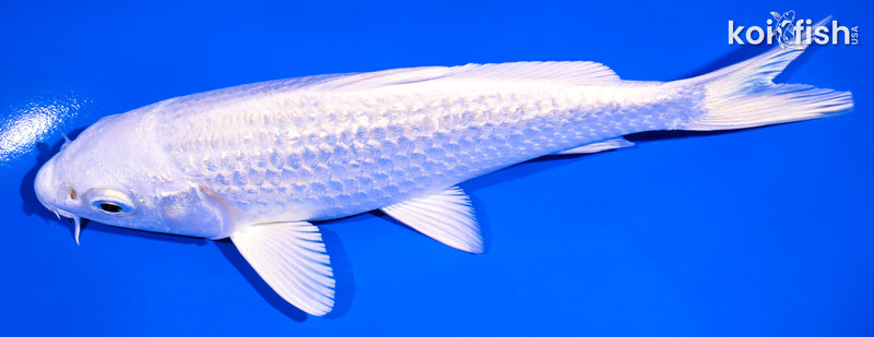 6.5" GINRIN PLATINUM OGON