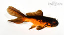 4.5" WAKIN GOLDFISH