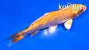 4.5" GINRIN ORENJI OGON