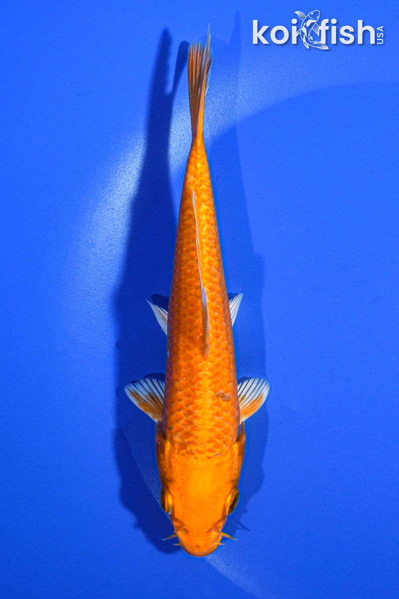 5.5" ORENJI OGON