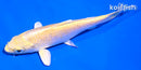 5" YAMABUKI OGON
