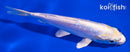 5.5" DOITSU PLATINUM OGON