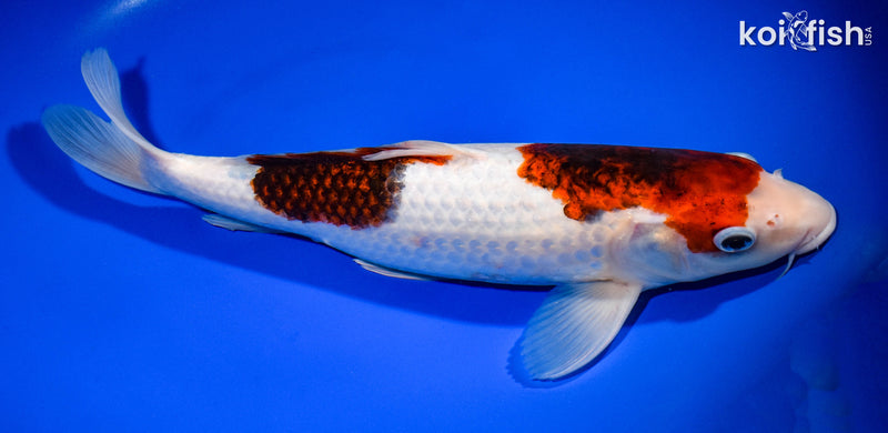 13" GOROMO