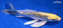 7.75" KIN KIKOKURYU BUTTERFLY