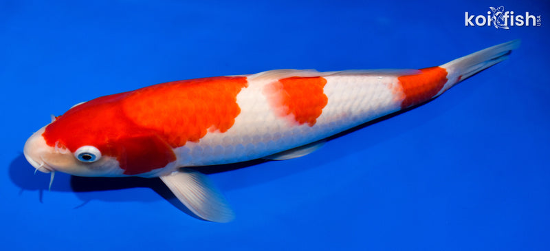 13" SANDAN KOHAKU