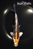 6.75" ARAGOKE BENI KIKOKURYU