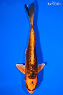 6.75" BENI KIKOKURYU