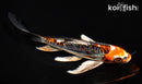 7" ARAGOKE BENI KIKOKURYU BUTTERFLY