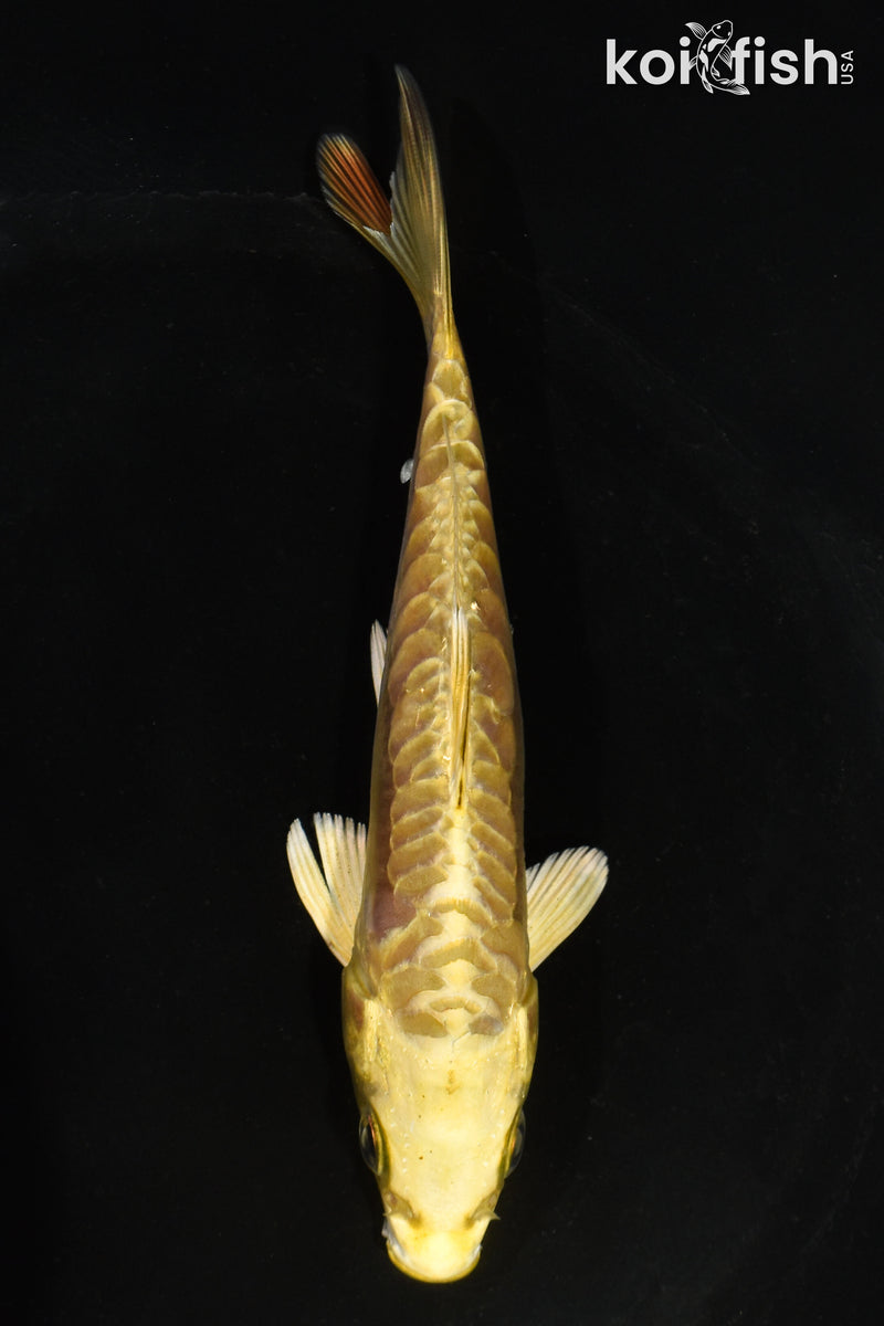 5.5" ARAGOKE YAMABUKI OGON