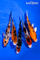 PACK OF (5) 4-5" STANDARD KOI