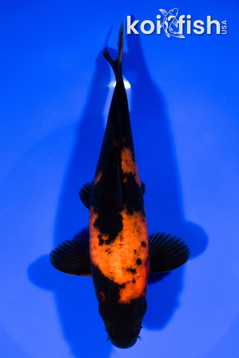 7" HI UTSURI