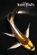 5" KUJAKU BUTTERFLY