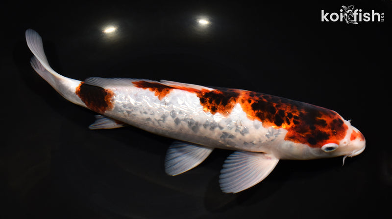 11.5" GOROMO