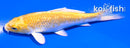 4.5" GINRIN YAMABUKI OGON