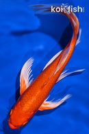 9" ORENJI OGON BUTTERFLY