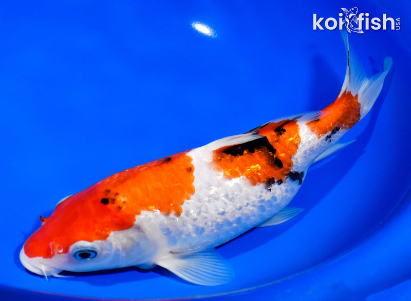 9" GINRIN SANKE