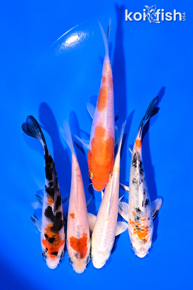 Beautiful Japanese Koi Fish Pond Myakkaaquatics Koi Pond Maintenance