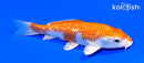 5.75" GINRIN HARIWAKE