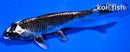 6.75" GINGA