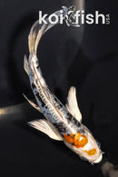 5.75" HEISEI NISHIKI BUTTERFLY