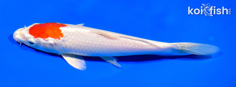 7.5" HARIWAKE