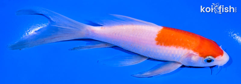 5.25" KOHAKU BUTTERFLY